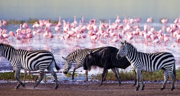 lake-nakuru-national-park-750x400