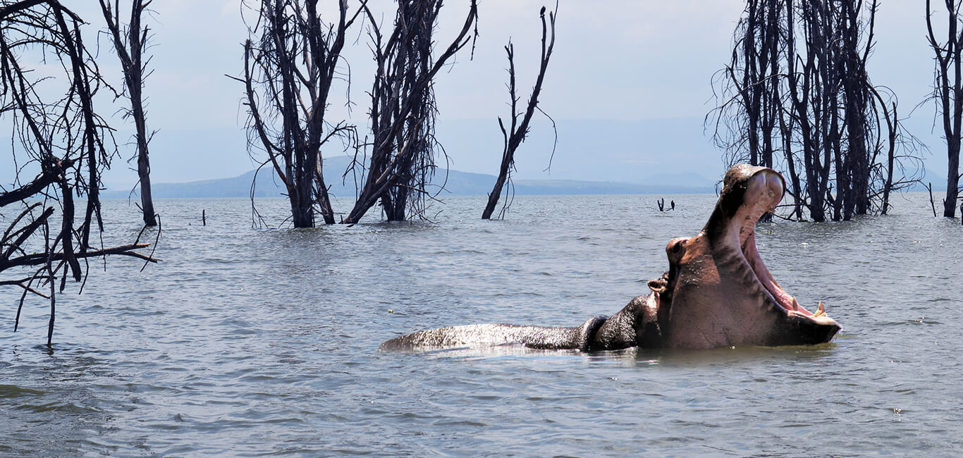 spotting-hippos-on-lake-naivasha-1-day-cultural-tour-banner