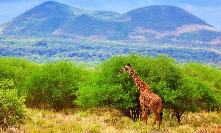 tsavo_west_kenya_1-750x450
